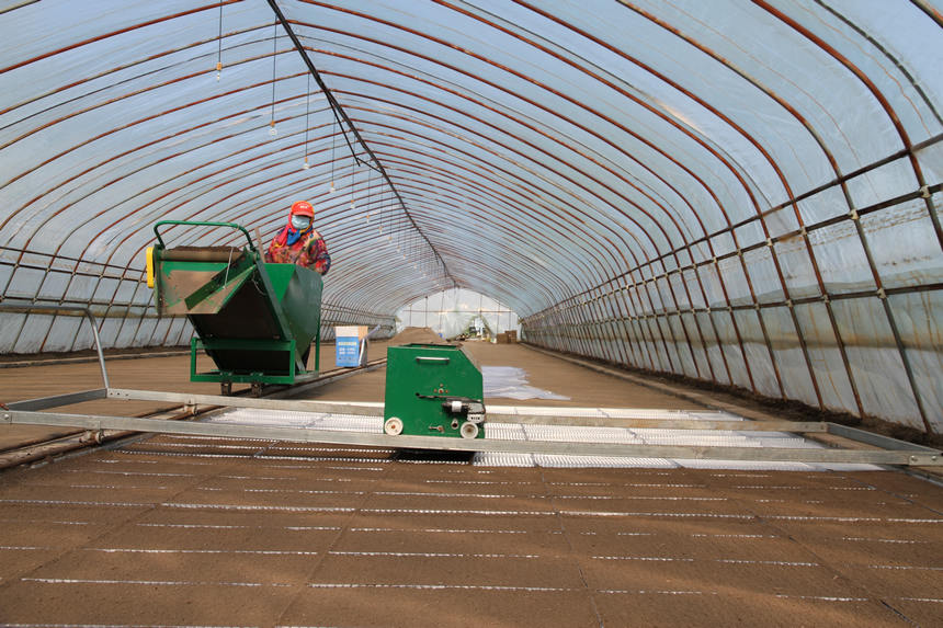 来自春耕备耕一线的龙江“画卷” 在北大荒八五〇农场水稻育秧大棚内,种植户正在利用覆土机进行高标准摆盘作业。马静摄