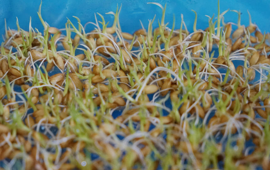 来自春耕备耕一线的龙江“画卷”