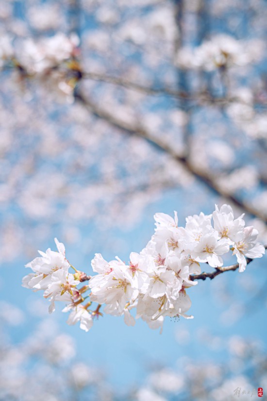 辰山植物园暂时闭园，镜头带你云赏樱