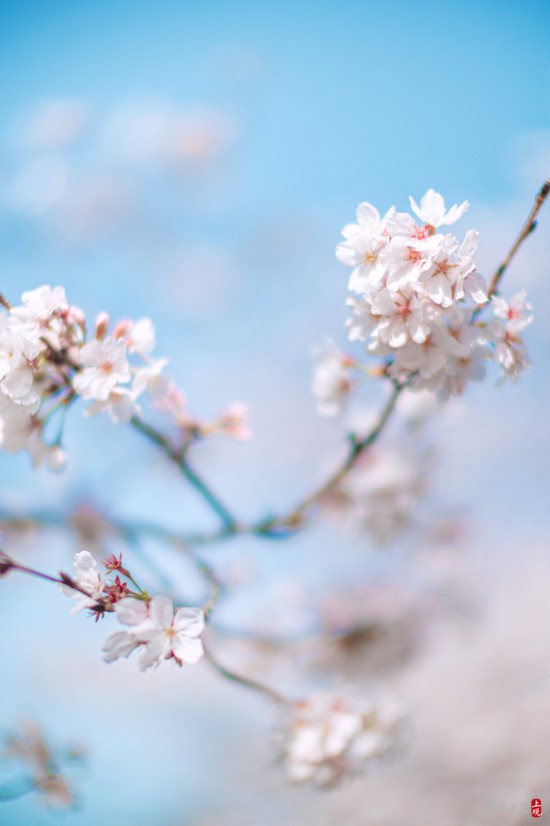 辰山植物园暂时闭园，镜头带你云赏樱