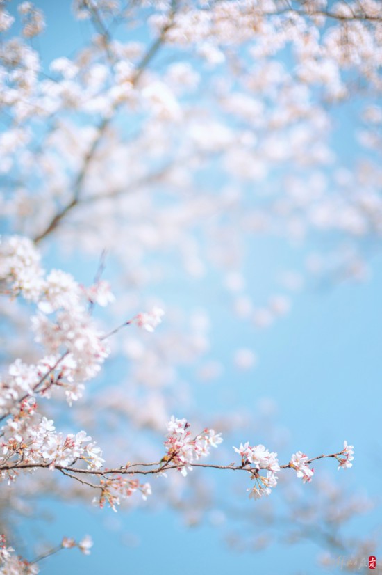 辰山植物园暂时闭园，镜头带你云赏樱