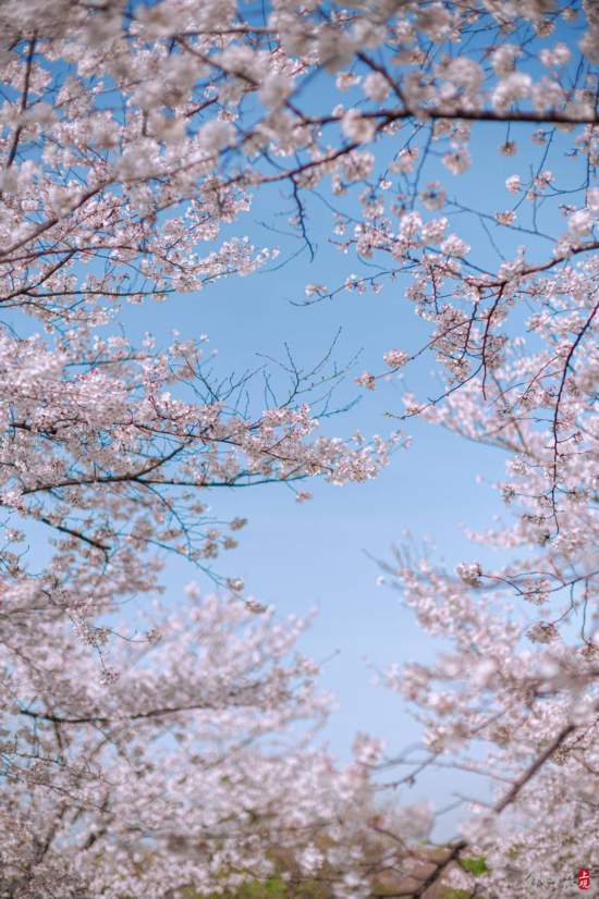 辰山植物园暂时闭园，镜头带你云赏樱