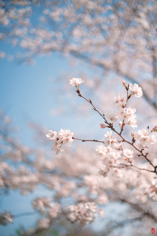 辰山植物园暂时闭园，镜头带你云赏樱