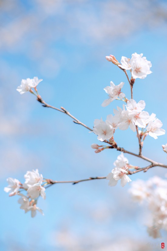 辰山植物园暂时闭园，镜头带你云赏樱