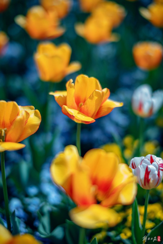 辰山植物园暂时闭园，镜头带你云赏樱