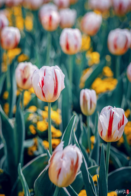 辰山植物园暂时闭园，镜头带你云赏樱
