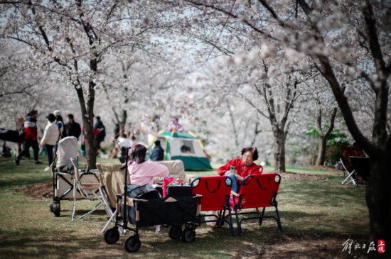 辰山植物园暂时闭园，镜头带你云赏樱