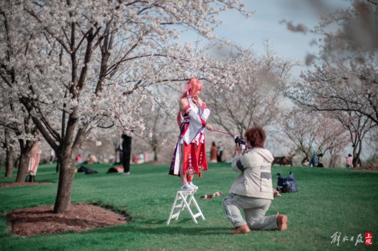 辰山植物园暂时闭园，镜头带你云赏樱