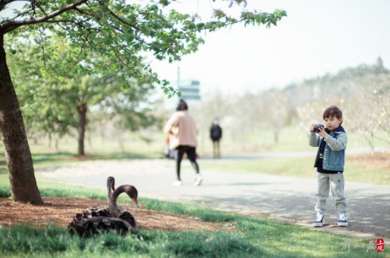 辰山植物园暂时闭园，镜头带你云赏樱