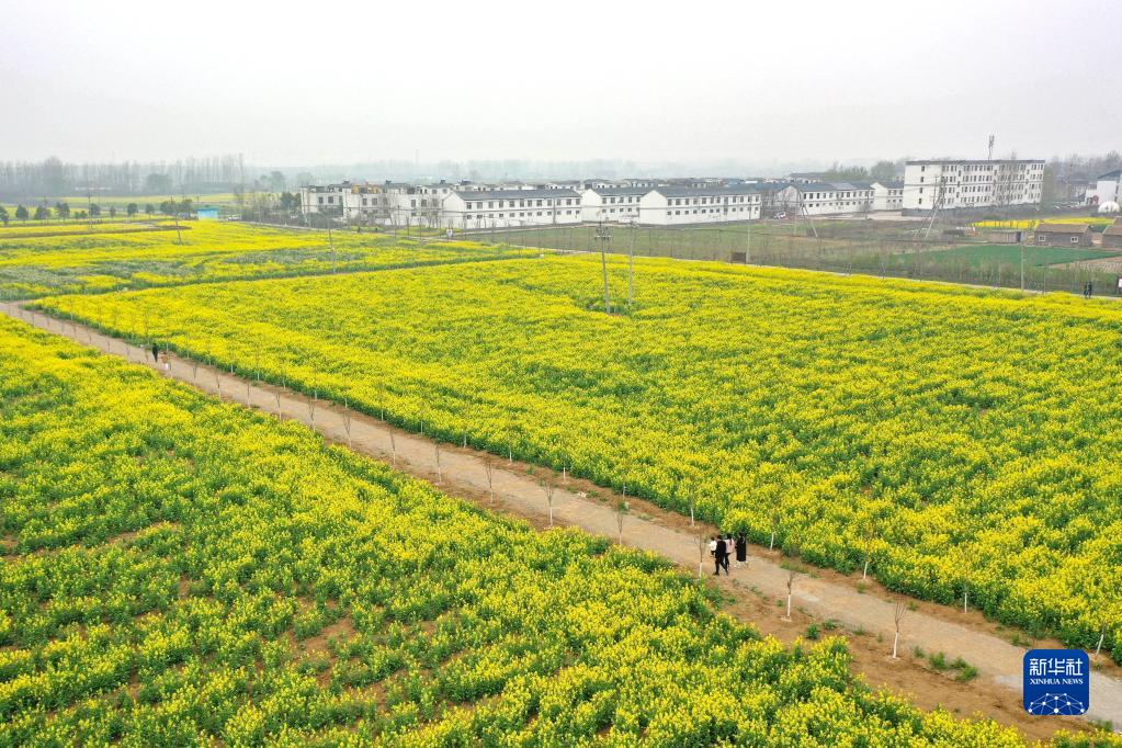 河南宝丰：油菜花开春光美