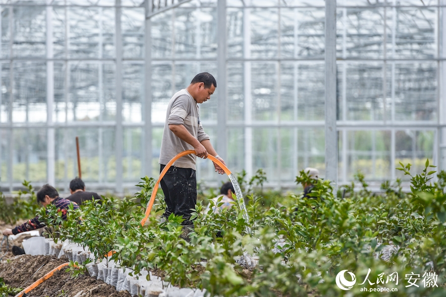 安徽肥西：防疫不松劲 生产不停工