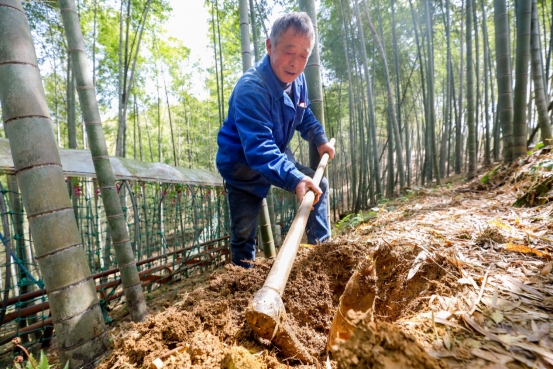 浙江宁波：蹦脆米道甜的“大雷黄泥拱”上市了