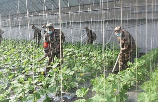 田野上跃动的“橄榄绿”