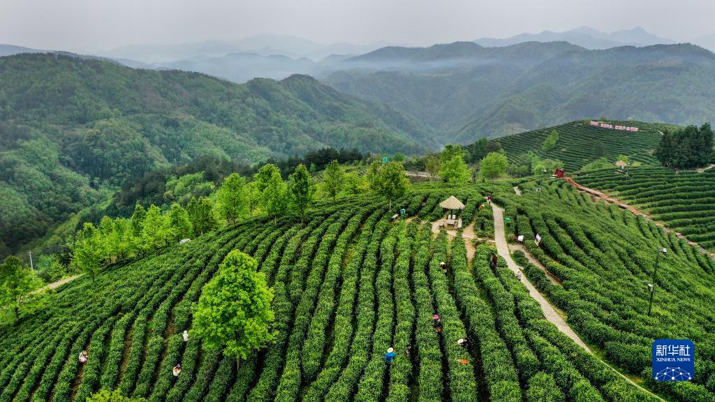 陕西平利：以茶致富 因茶兴业