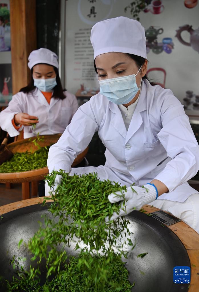 陕西平利：以茶致富 因茶兴业