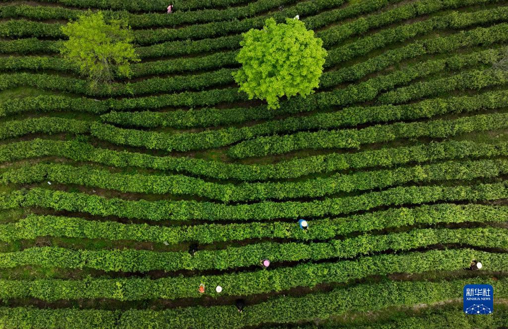 陕西平利：以茶致富 因茶兴业