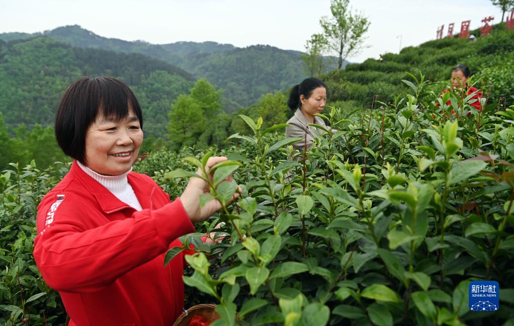 陕西平利：以茶致富 因茶兴业