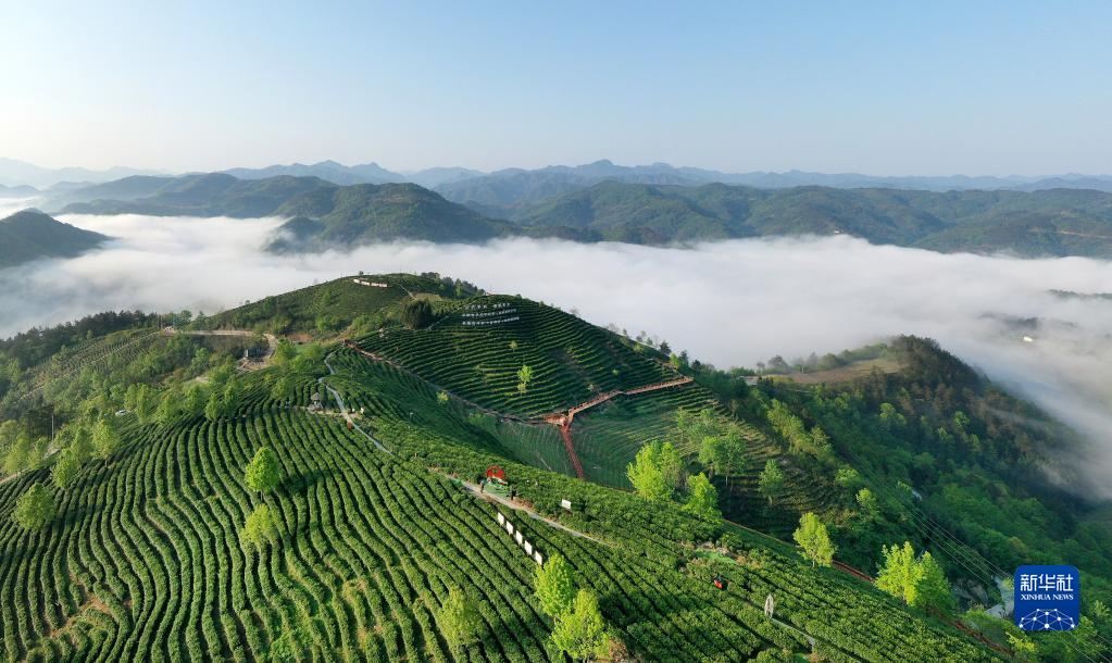 陕西平利：以茶致富 因茶兴业