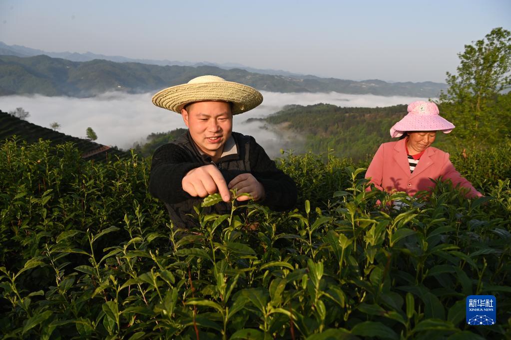 陕西平利：以茶致富 因茶兴业