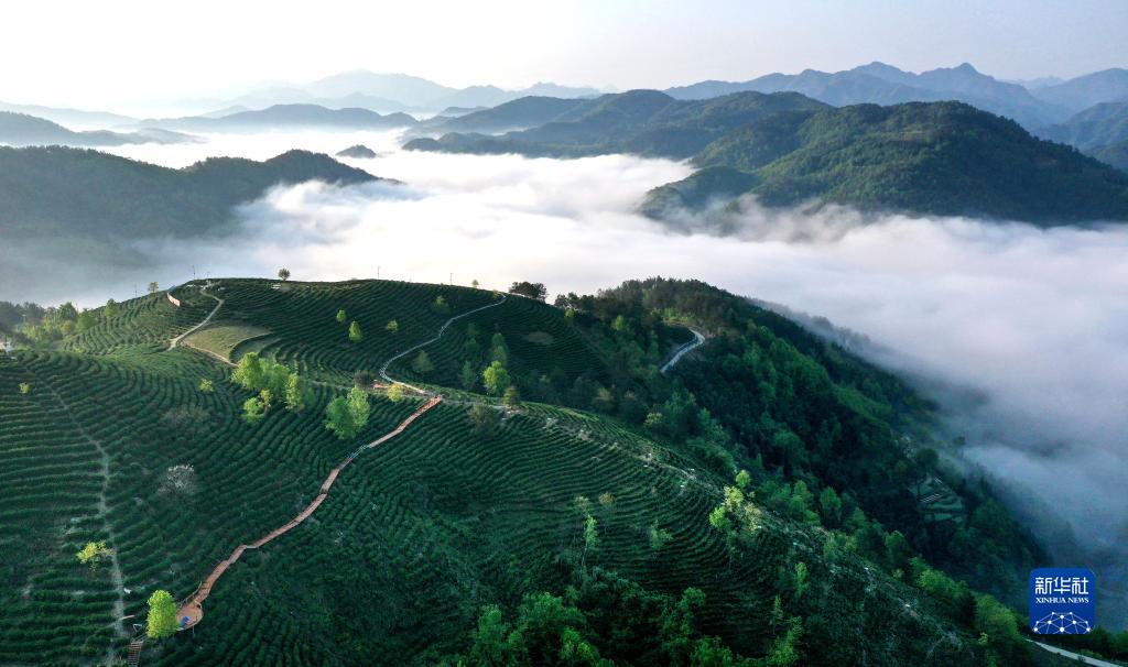 陕西平利：以茶致富 因茶兴业