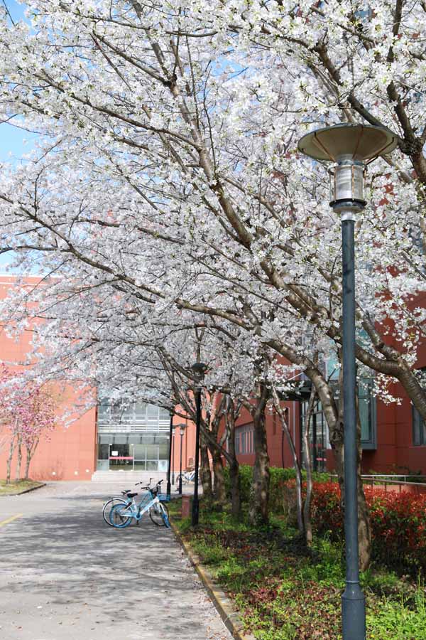 花儿依旧笑春风，一组图看申城战“疫”日常