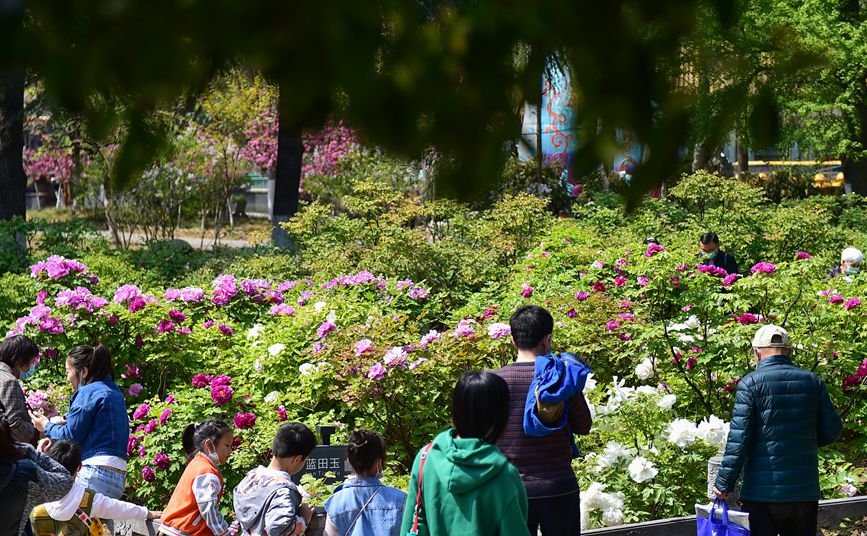 河南洛阳：牡丹花开迎客来--河南频道--人民网