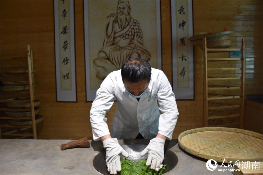 湖南长沙县：春色满乡村 采茶正当时