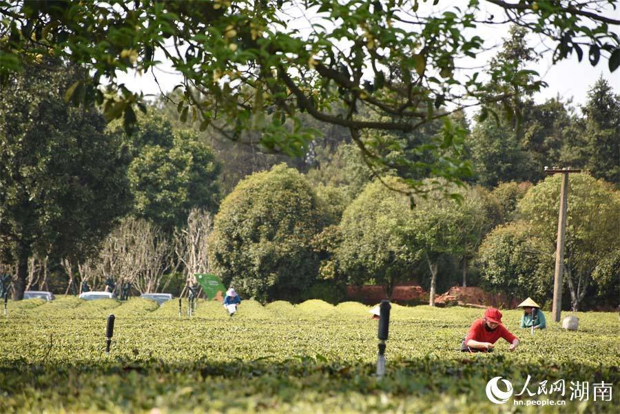 湖南长沙县：春色满乡村 采茶正当时