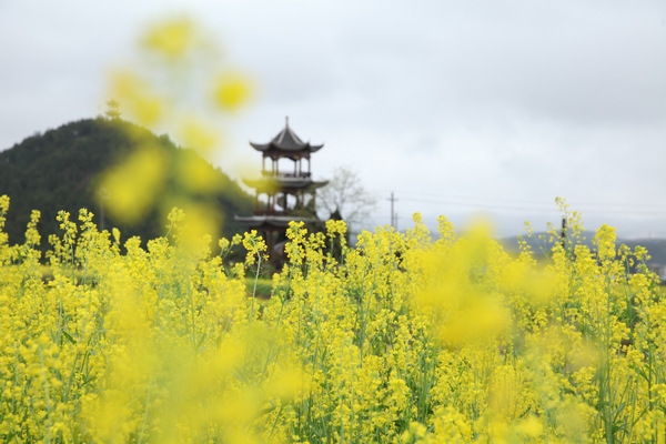 油菜花开风景秀 诗画田园醉游人 油菜花开风景秀 诗画田园醉游人
