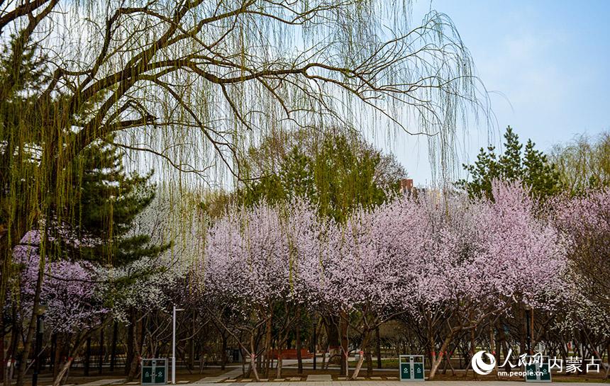 桃花盛开 春满青城