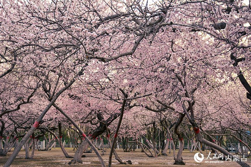 桃花盛开 春满青城