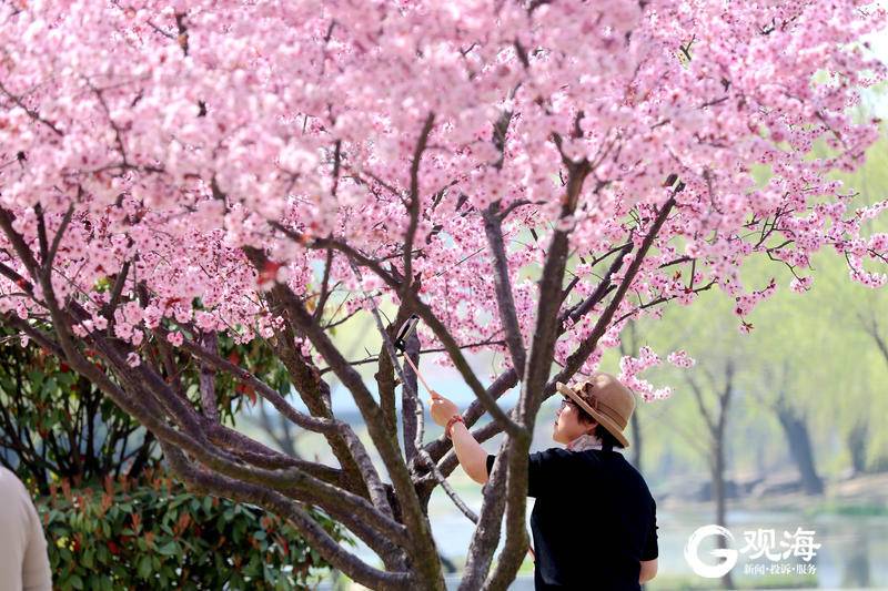 春暖花盛开，青岛李村河怎一个美字了得