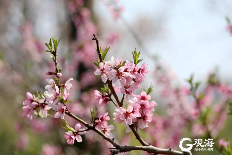 春暖花盛开，青岛李村河怎一个美字了得