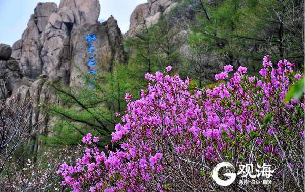 赏花正当时，青岛崂山巨峰映山红迎春开