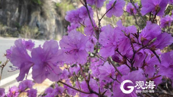 赏花正当时，青岛崂山巨峰映山红迎春开