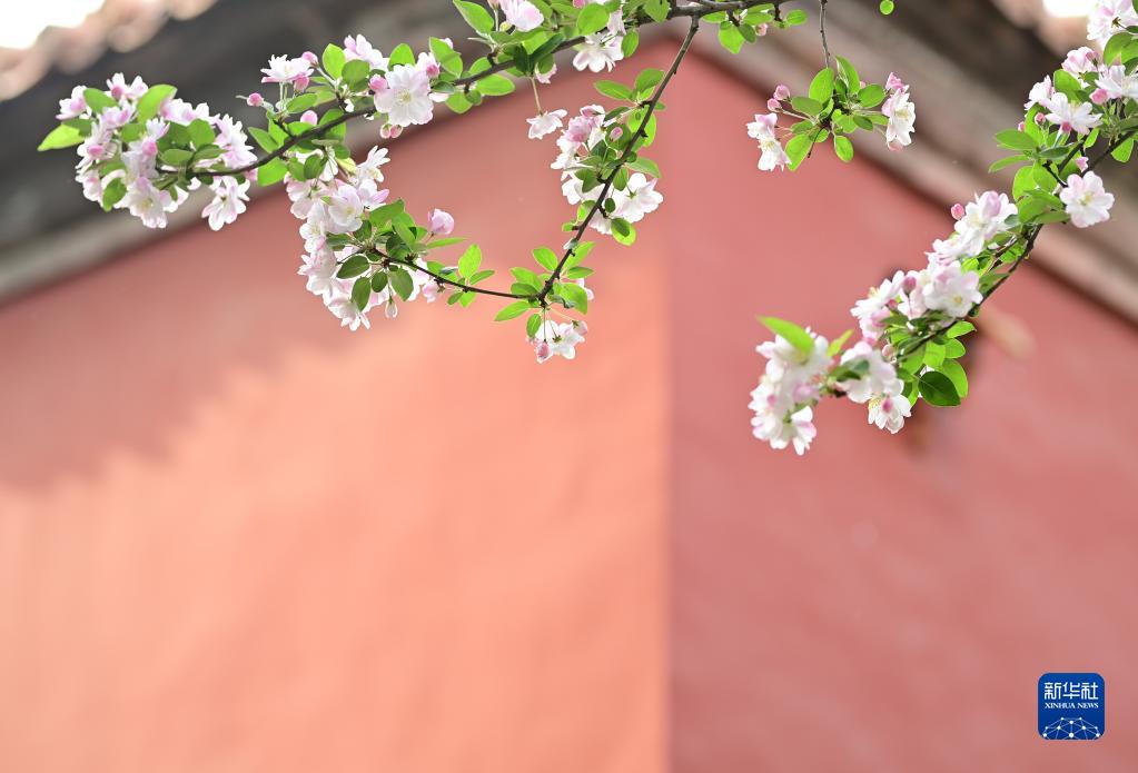 海棠花开紫禁城