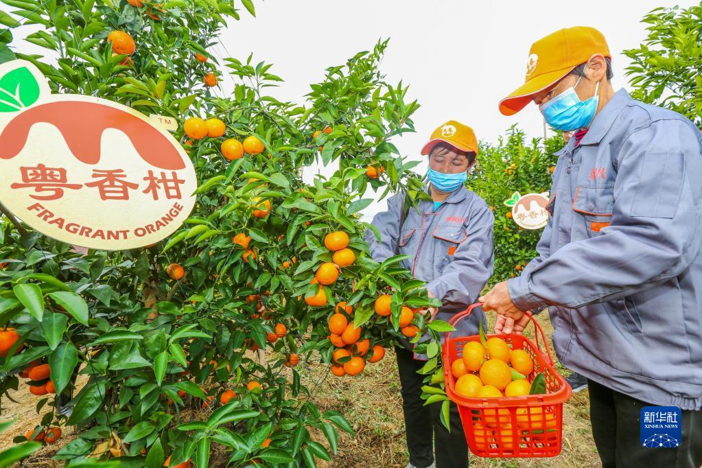 奋进新征程 建功新时代·老区新貌丨梅州：用“红色”和“绿色”走出苏区发展特色之路