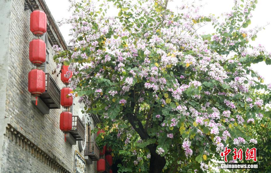 福州羊蹄甲盛开 历史文化街区成“花街”