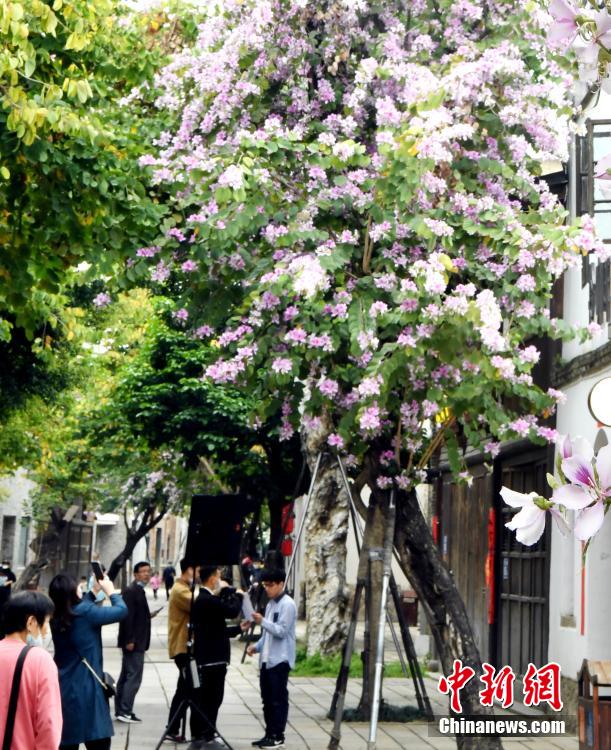 福州羊蹄甲盛开 历史文化街区成“花街”