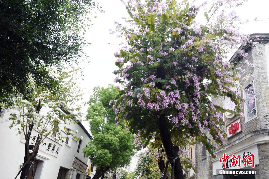 福州羊蹄甲盛开 历史文化街区成“花街”