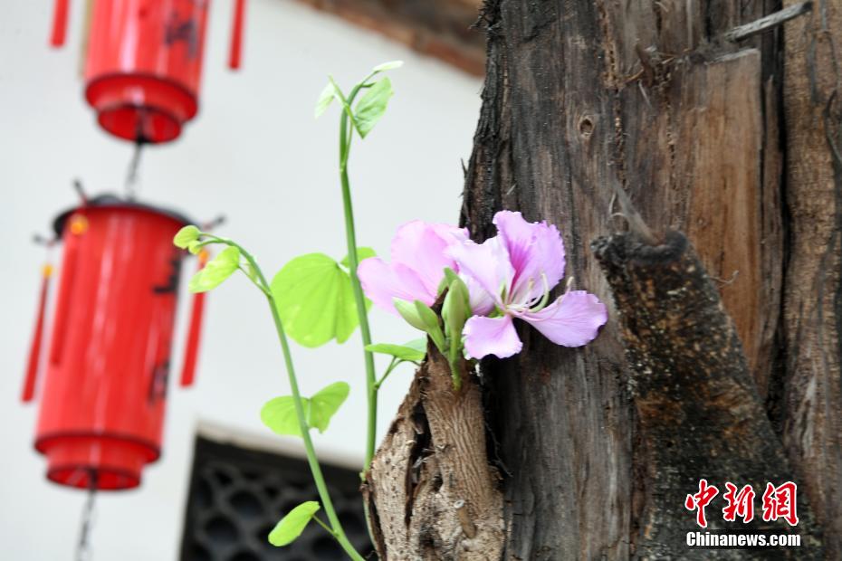 福州羊蹄甲盛开 历史文化街区成“花街”