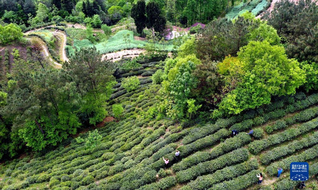 巴山小山村的蜕变