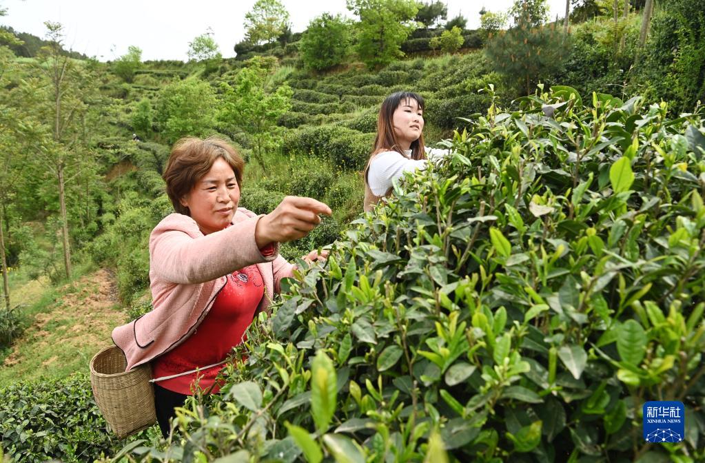 巴山小山村的蜕变