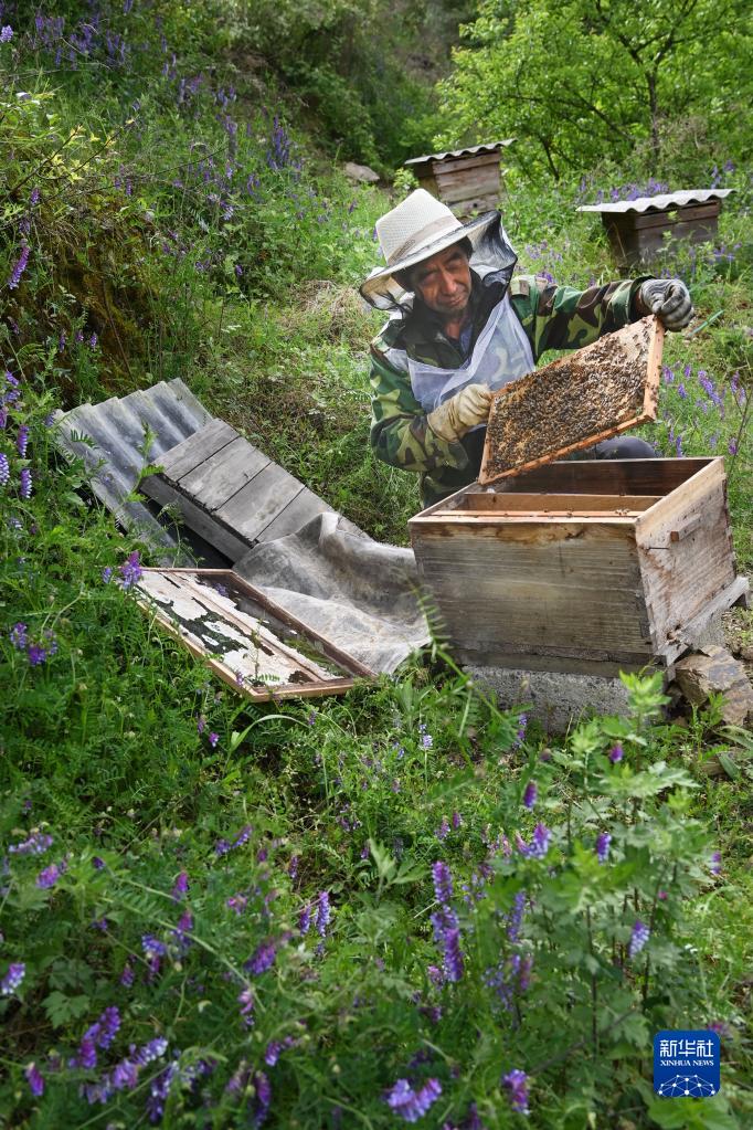 巴山小山村的蜕变