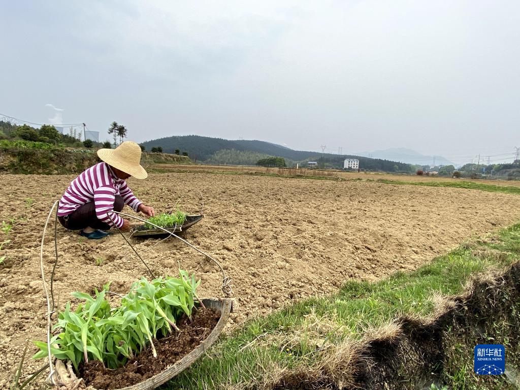 “草皮镇”再造“米粮仓”