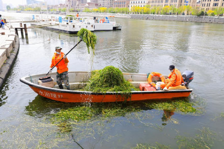 守护一泓清水！天津全力打捞河道水草维护良好水环境