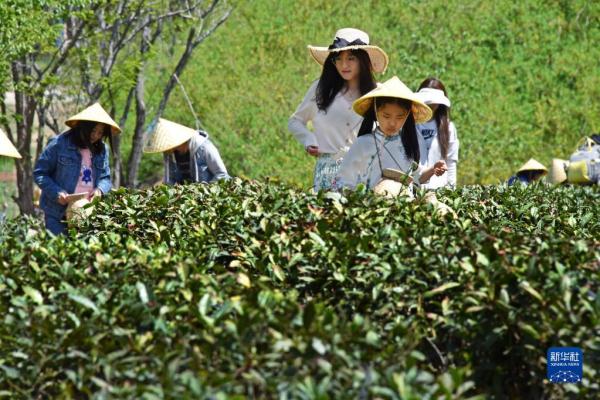 青岛：享春光 采春茶