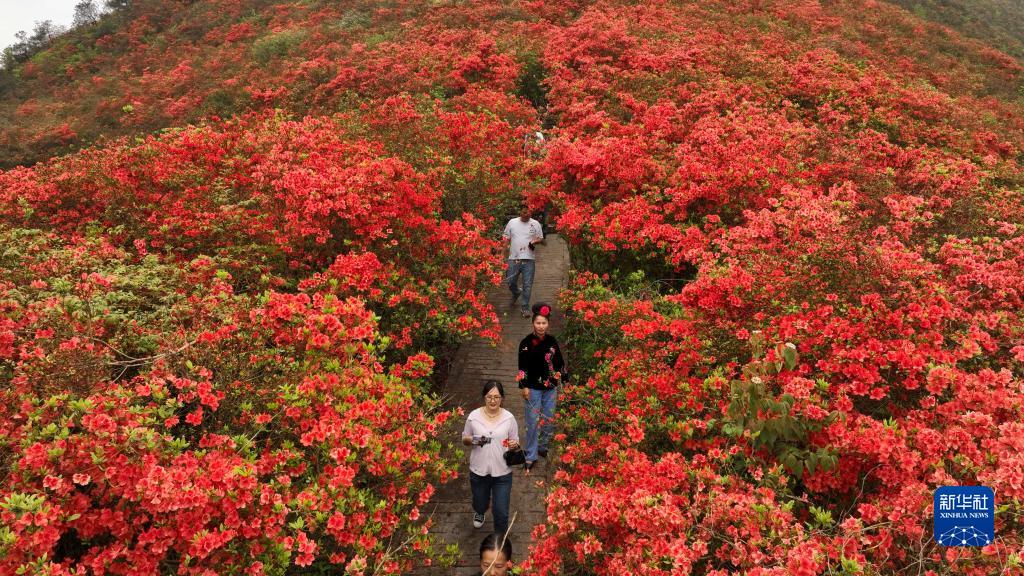 贵州丹寨龙泉山：杜鹃花海景致美