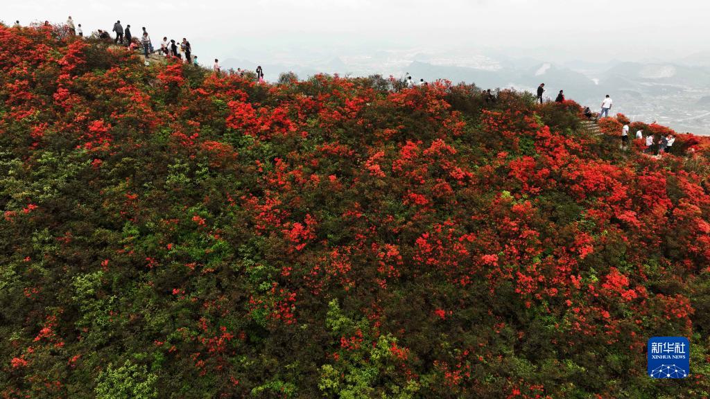 贵州丹寨龙泉山：杜鹃花海景致美