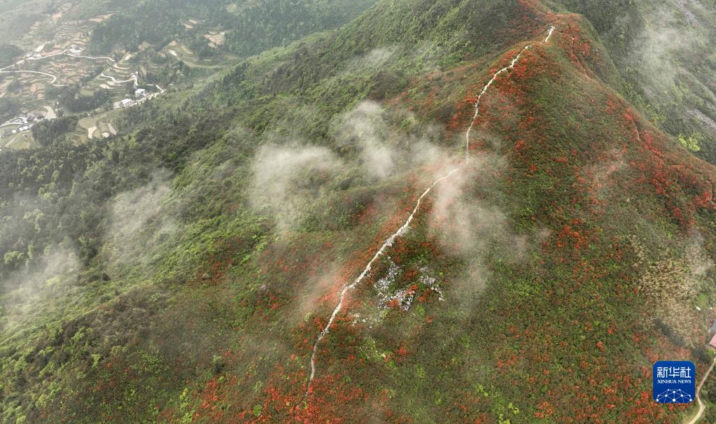 贵州丹寨龙泉山：杜鹃花海景致美